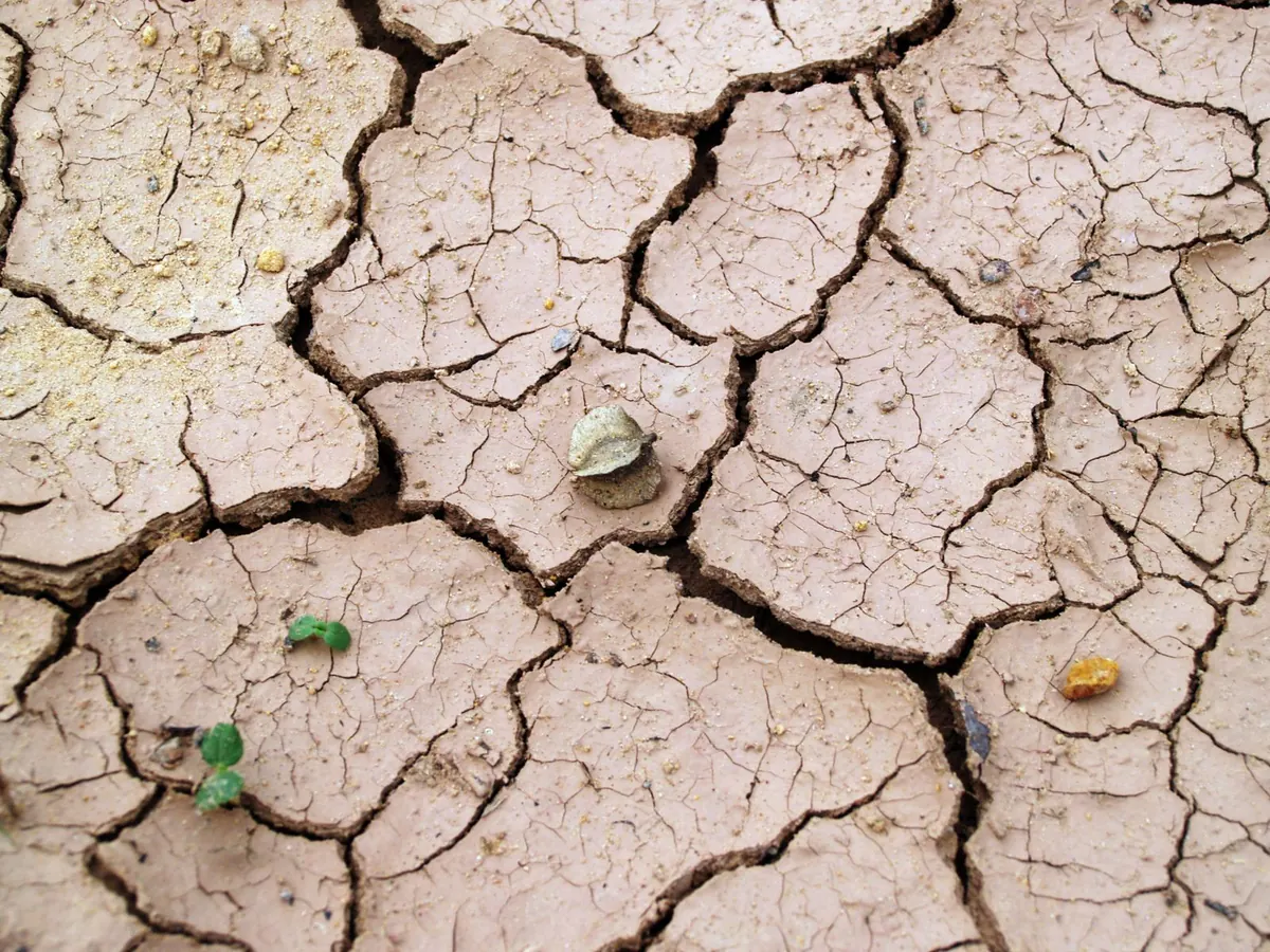 Dry clay soil split into deep shrinkage cracks